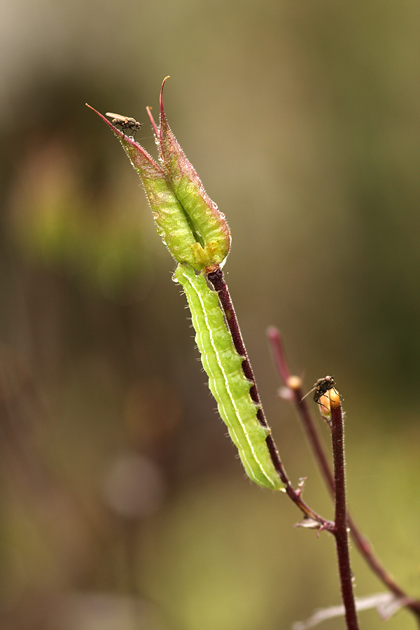 _MG_6163.jpg