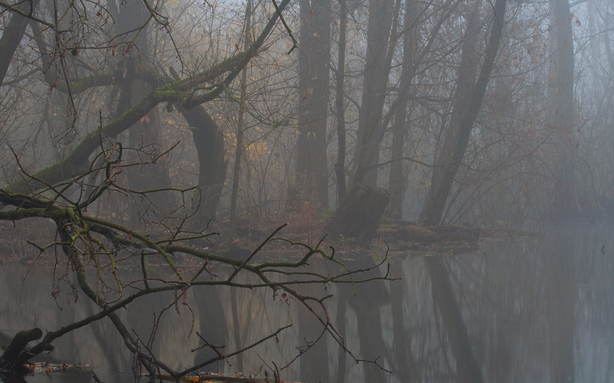 _MG_6628_nebel_im_fliesstal.jpg