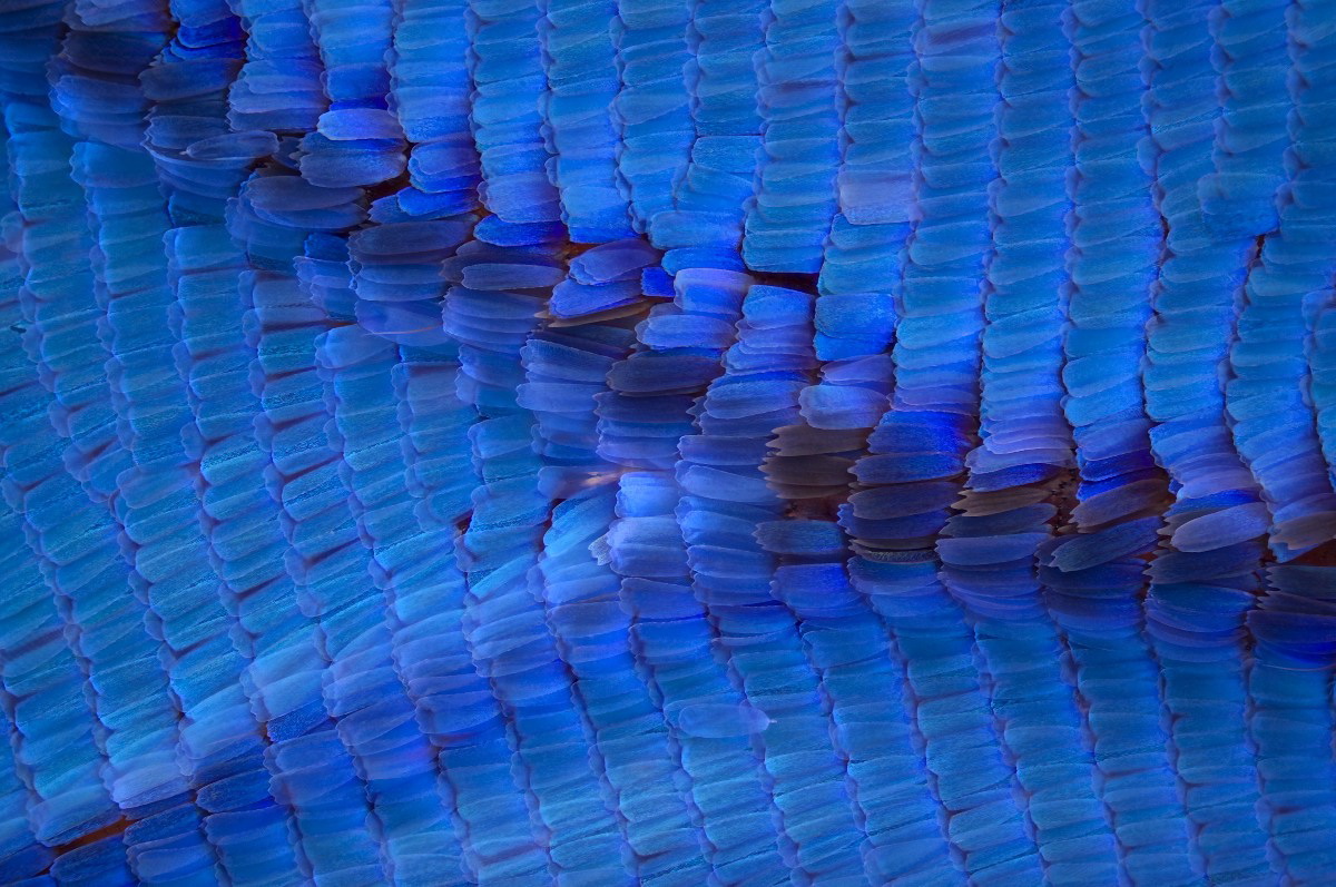 02349_D600_Nikon10_13zu1_Morph_0005.jpg