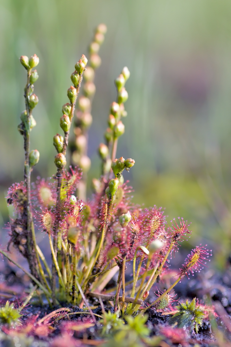 03.08.2012-moor 057.JPG