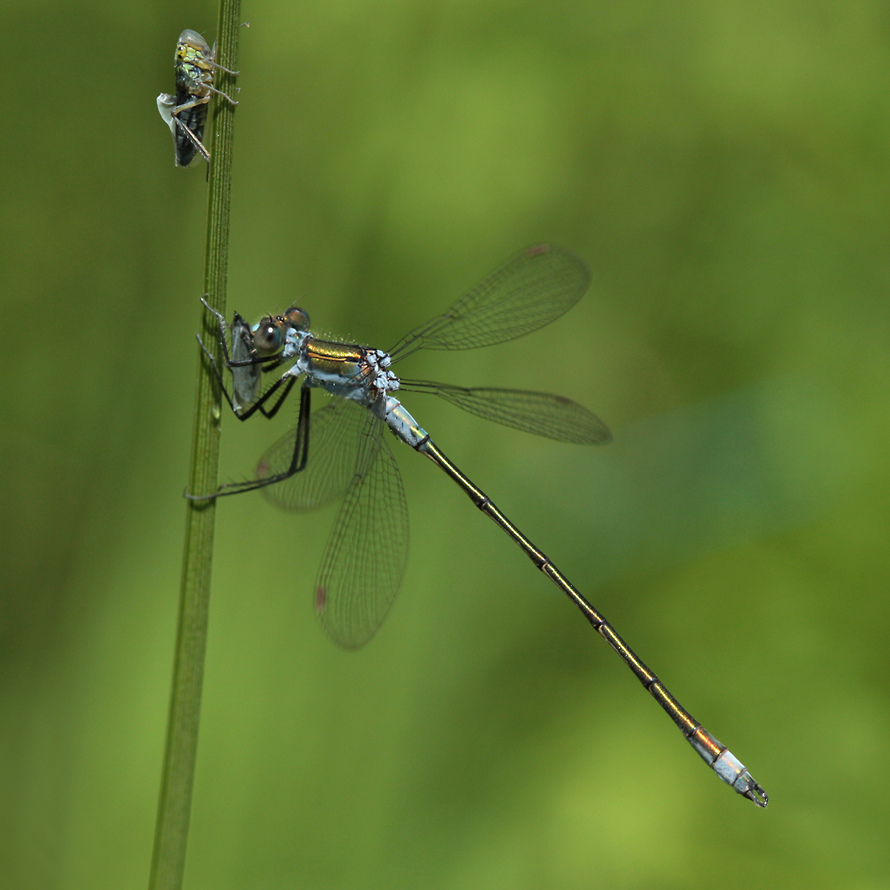 Lestes sponsa_m_fressend_IMG_2909.jpg