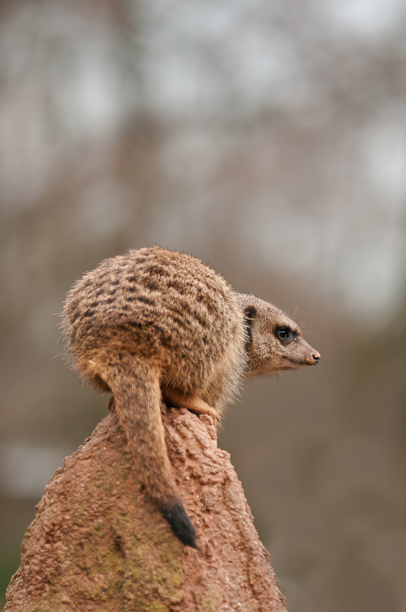 Erdmännchen-0129.jpg