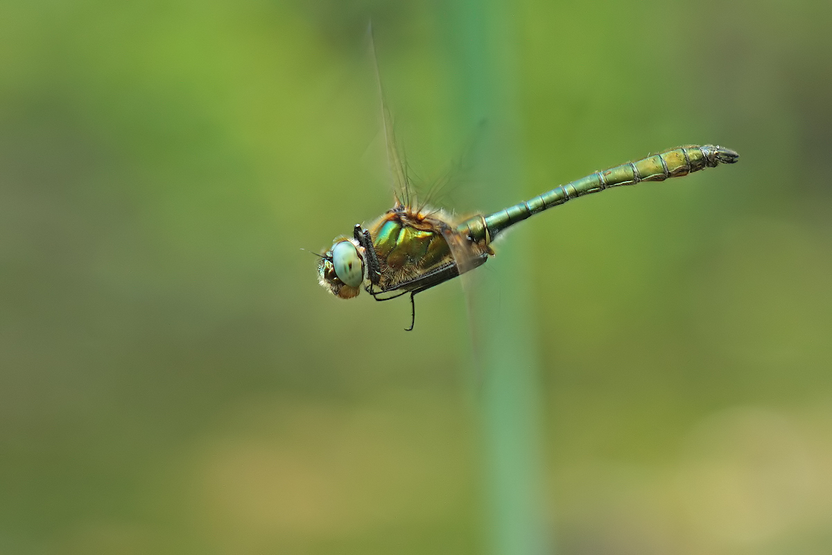 Cordulia aenea_m_flug_IMG_8553.jpg