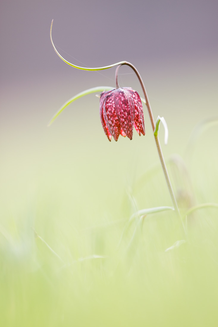 Schachblume_christian_naumann_makro.jpg