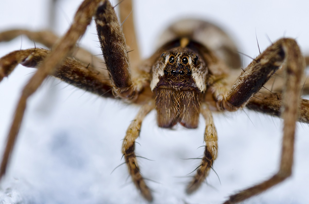 Portrait of a spider.jpg