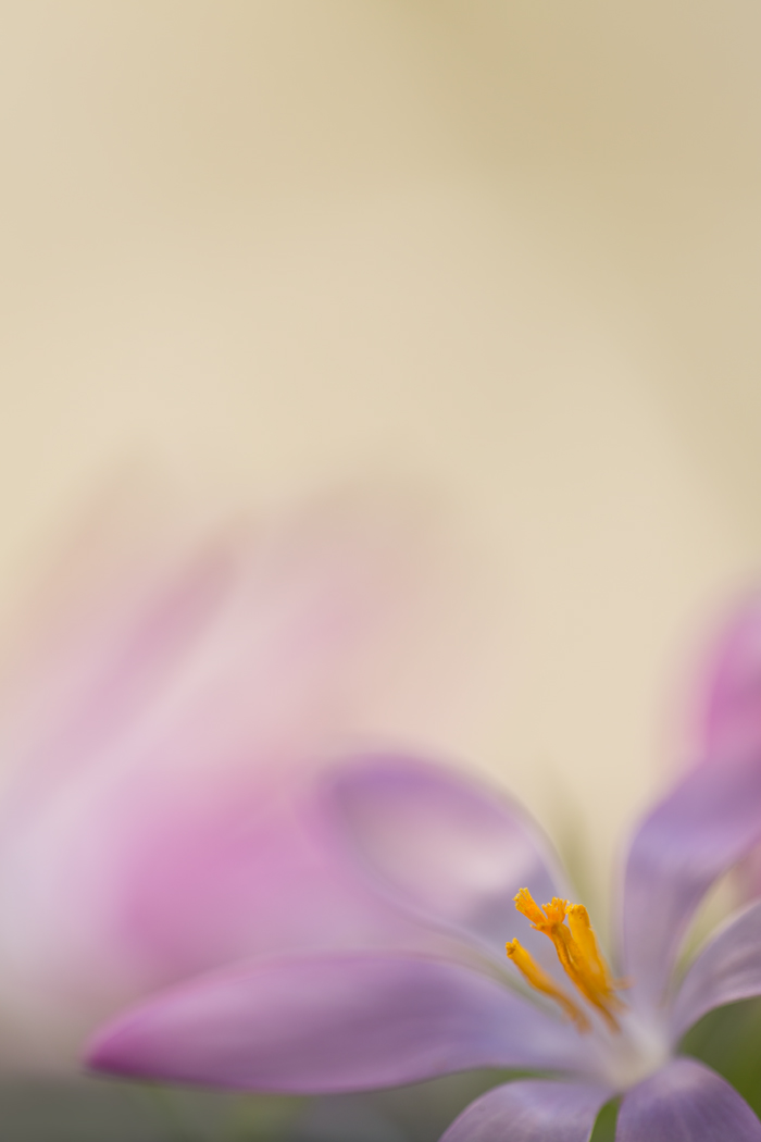 _J6A6375-2.jpg