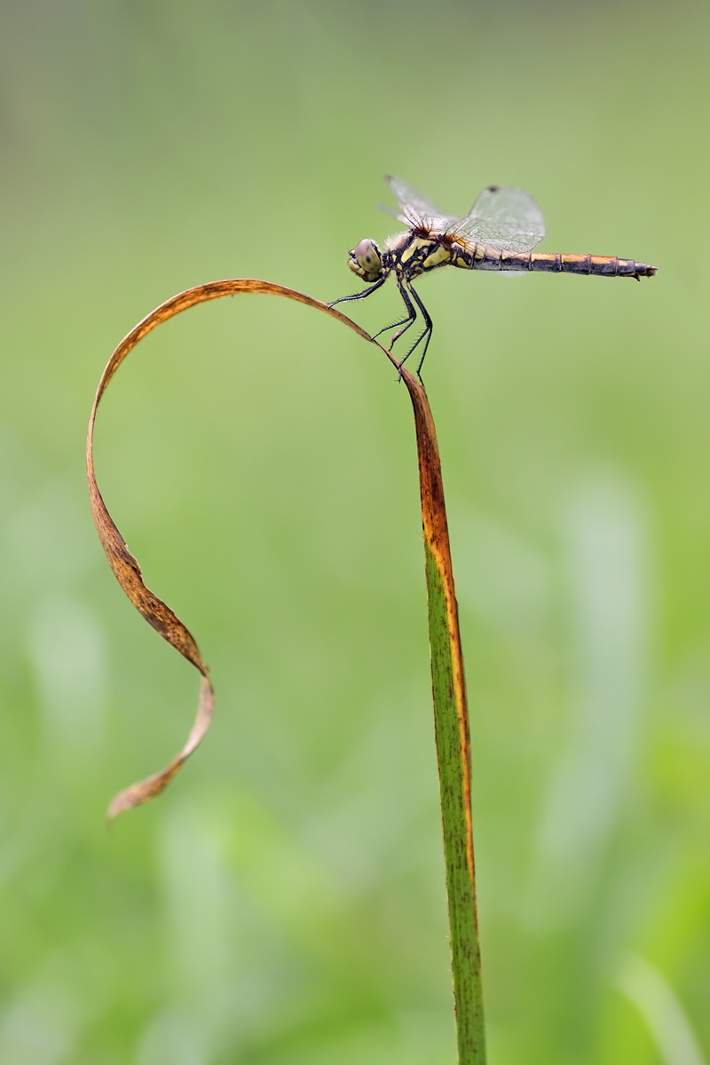 05.09.2012-moor 060.JPG