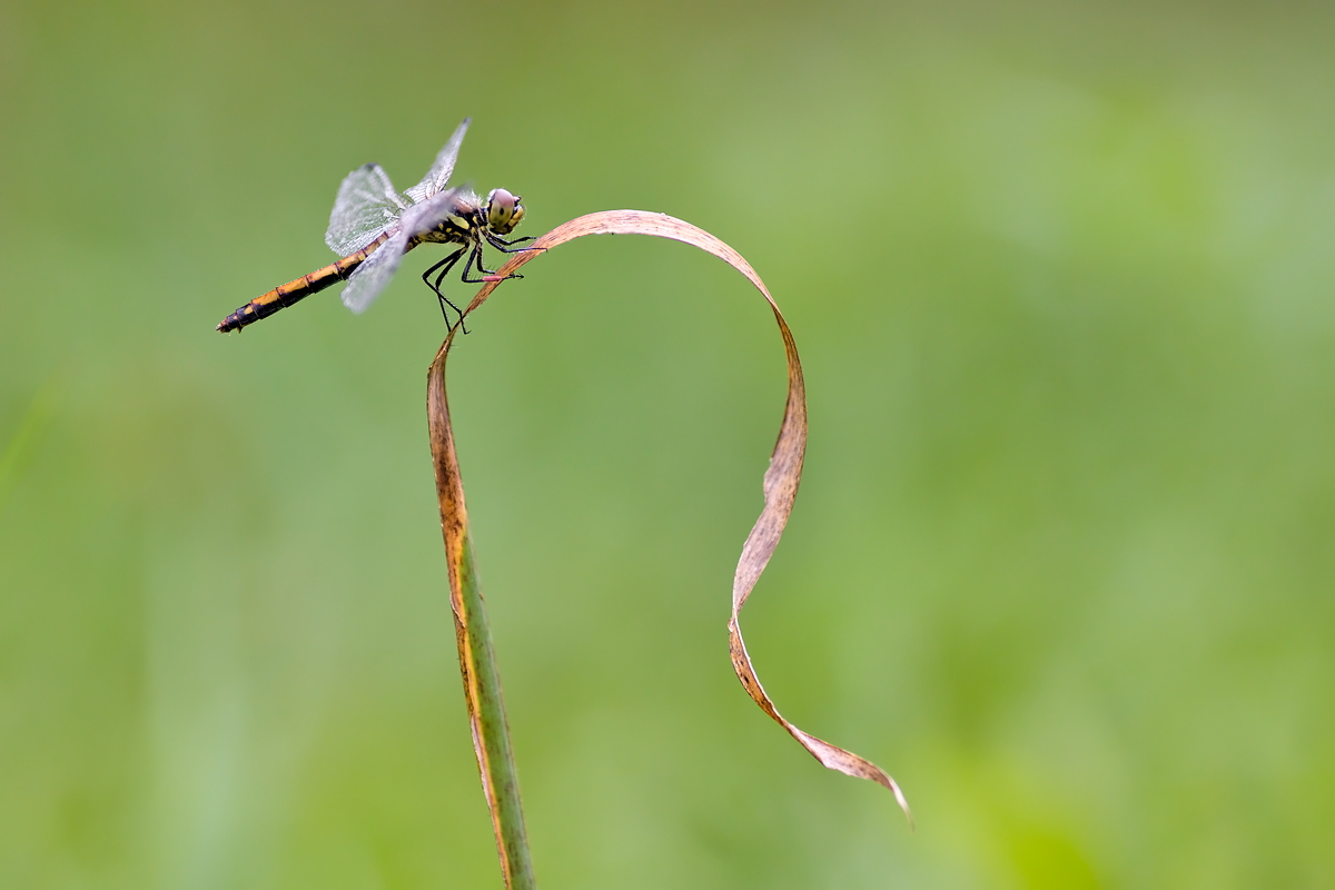 05.09.2012-moor 061.JPG