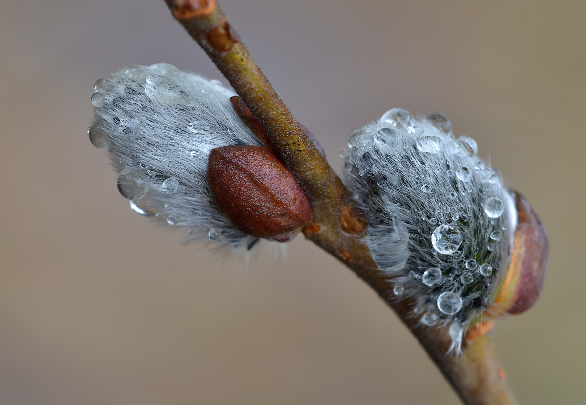 Weidenkätzchen1DSC_1973.jpg