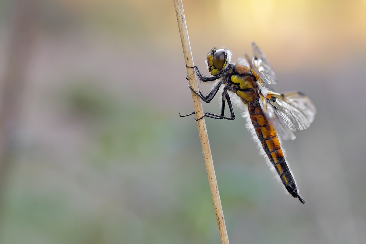 01.05.2012-moor 013.JPG