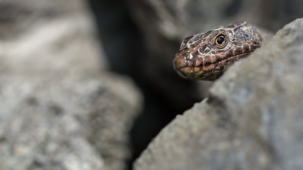 compMauereidechse3.3.2013HafenWeesenDSC_1704 85% 16zu9.jpg