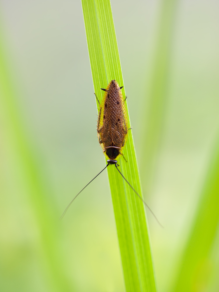 Wanze-OG070972.jpg
