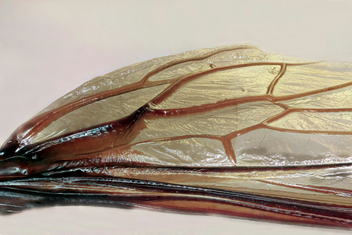 Flügel vom Käfer.jpg