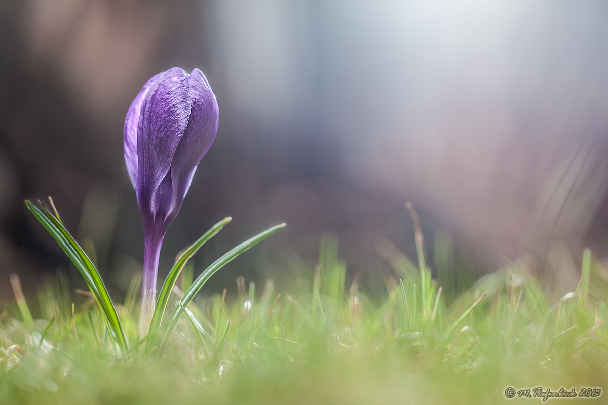Natur-Pflanzen-003-1200pxls-500kb.jpg