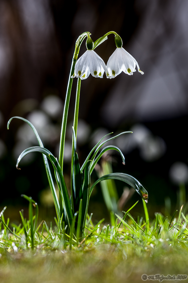 Natur-Pflanzen-001-1200pxls-500kb.jpg