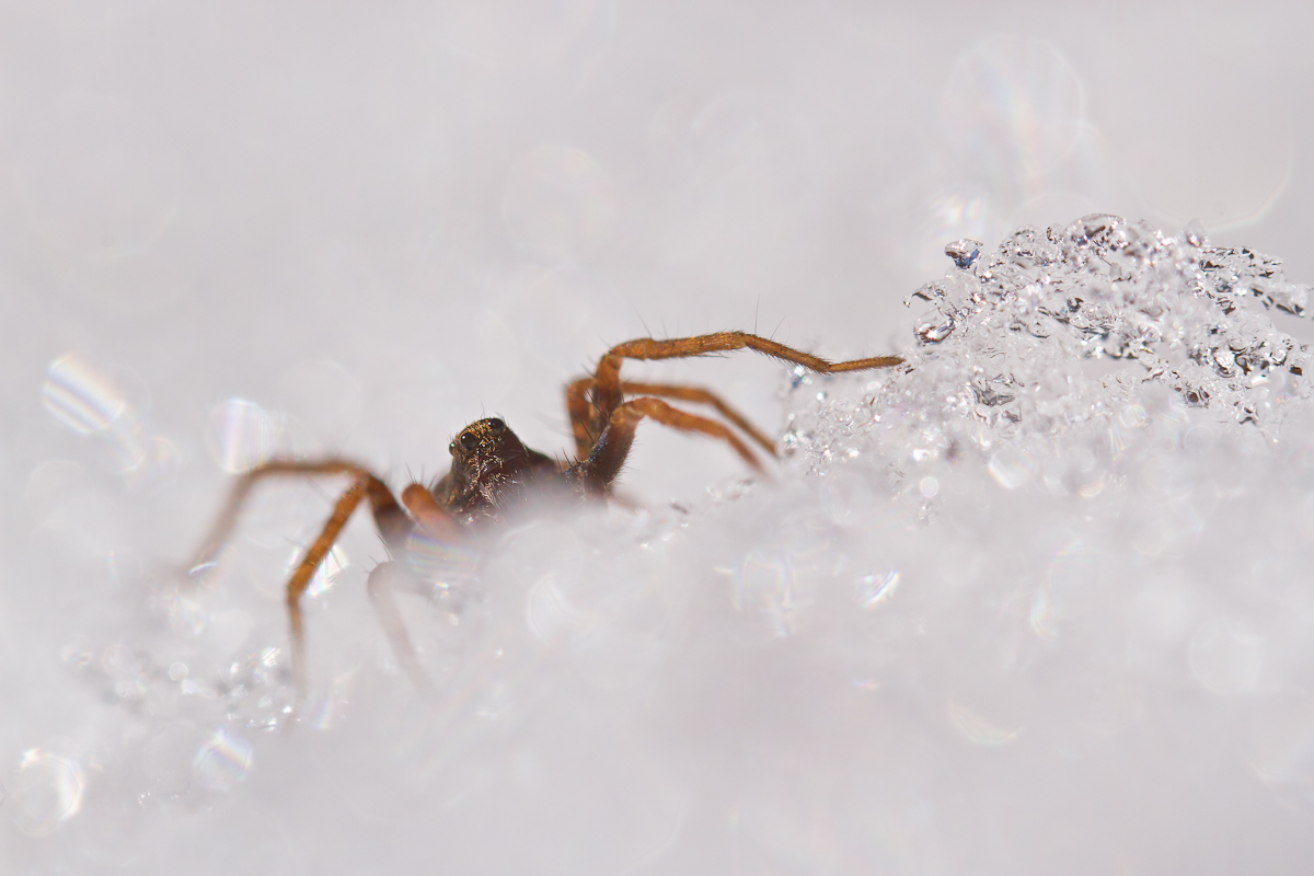spinne (1 von 1).jpg
