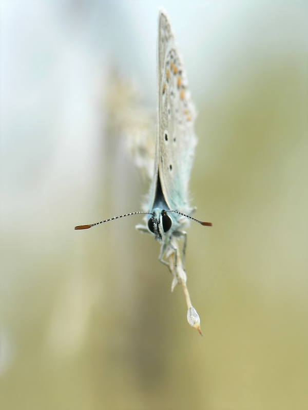 bläuling von vorne.jpg