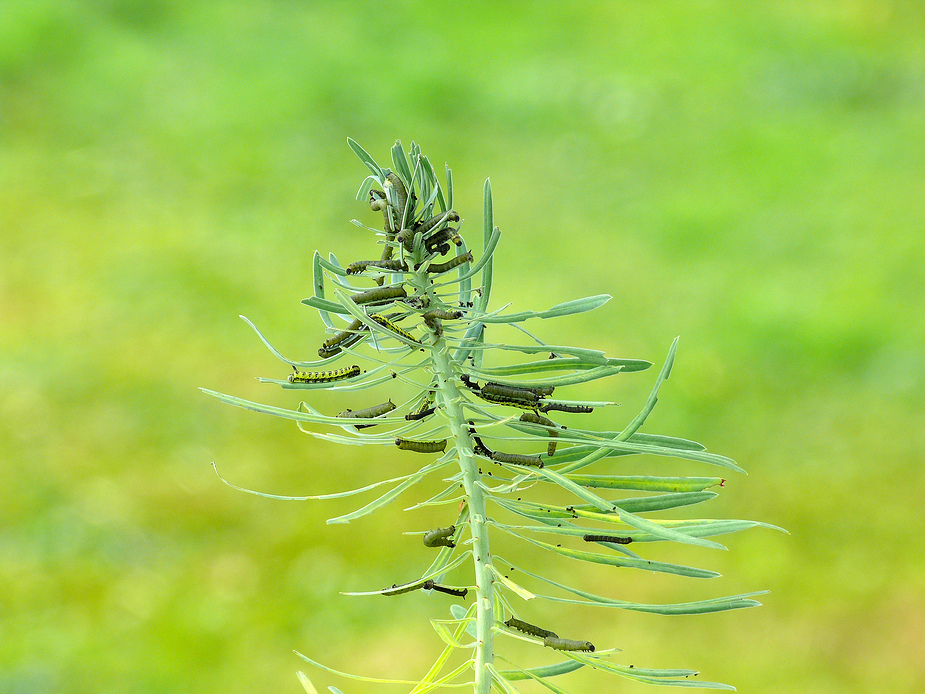 ae_wolfsmilchschw_rmer__206__passig_gemacht (4).jpg