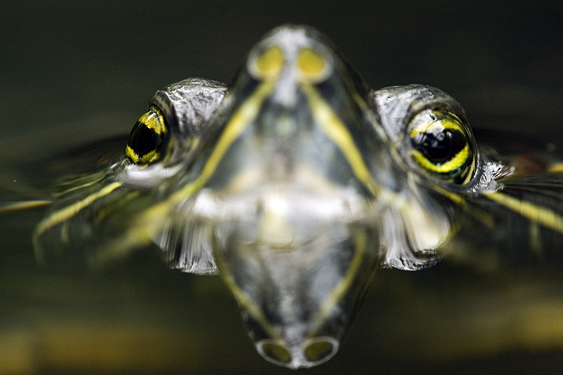 Schildkröte_DSC0048.jpg