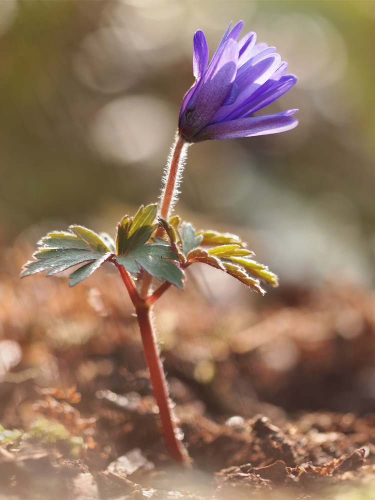 Anemone-blanda-og041514.jpg