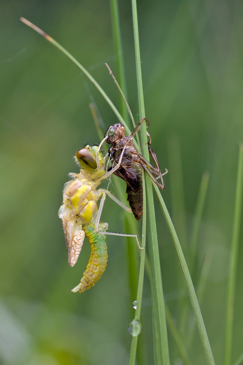 02.07.2012-moor 244.JPG