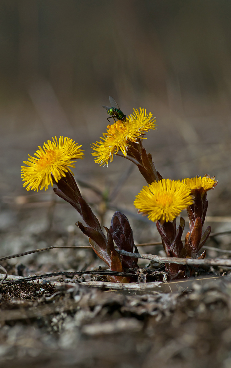 Tussilago farfara.jpg