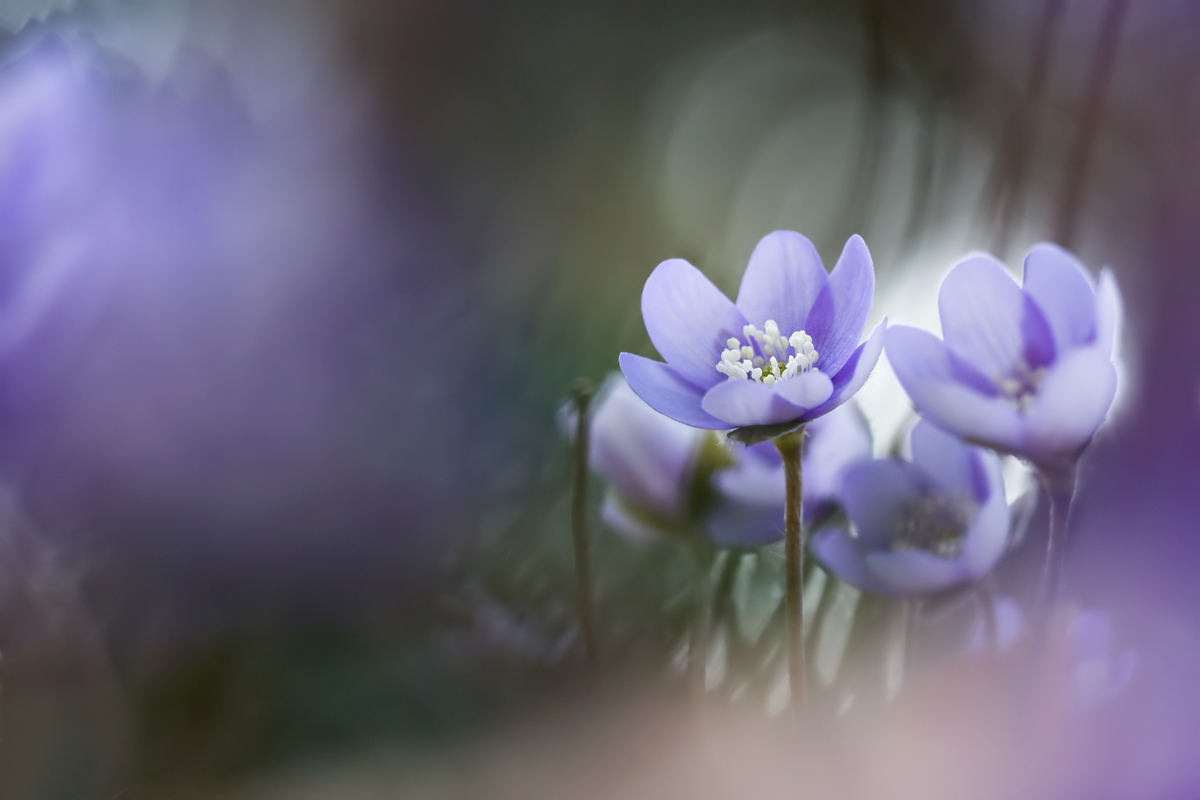 20130401_alles-lila_0043.jpg