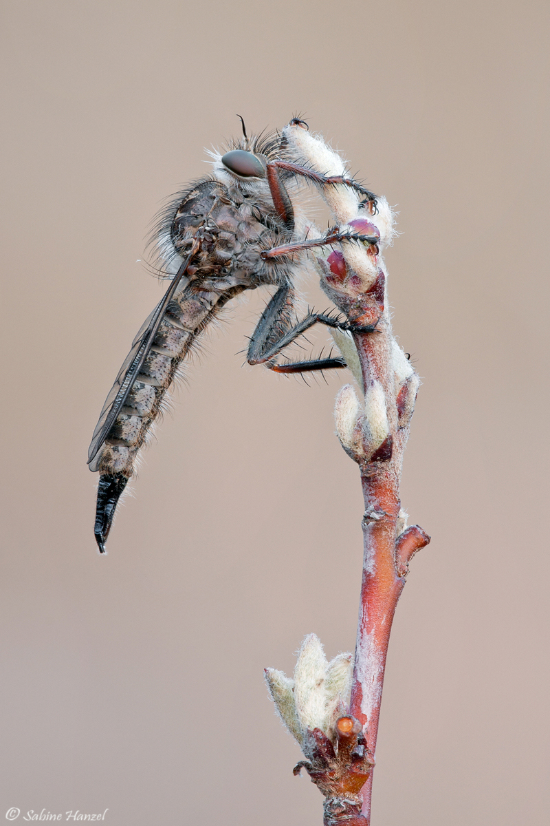 20130411-RF-1200pxs.jpg