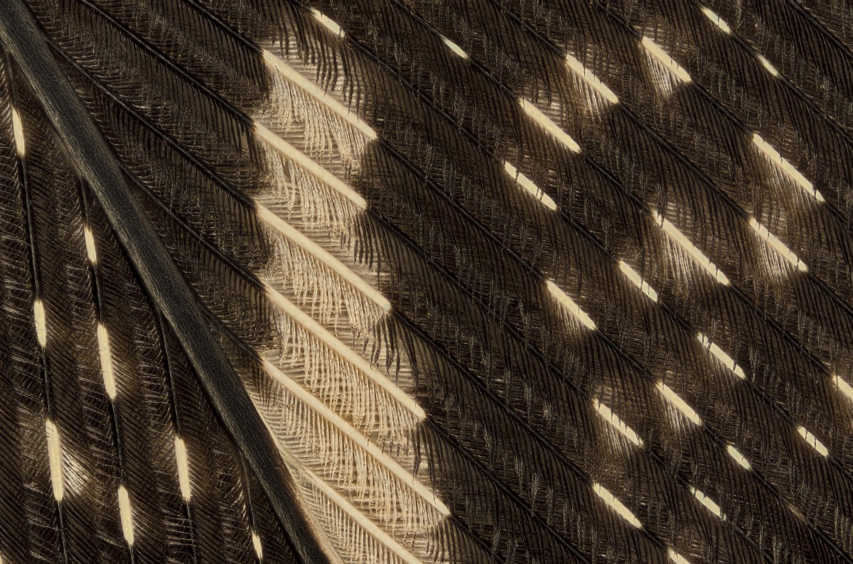 02462_D600_Luminar25_7zu1_001.JPG