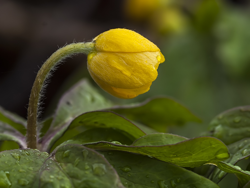 P4130794buschwindroeschen.jpg