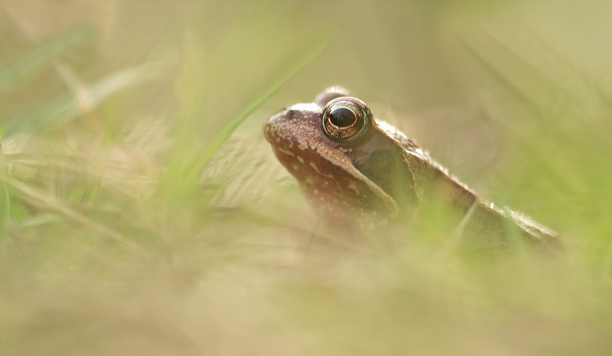 Grasfrosch.jpg