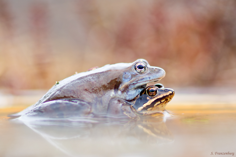 P4190211_Moorfroschpaar_klein.jpg