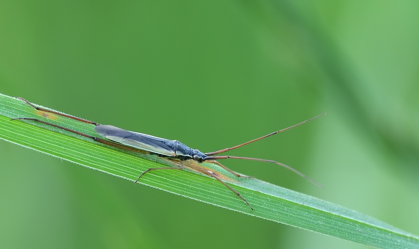 grasgespenst_2756a.jpg