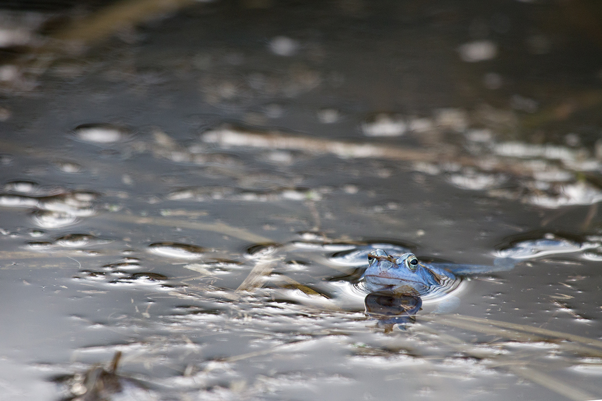Moorfrosch 3b.jpg