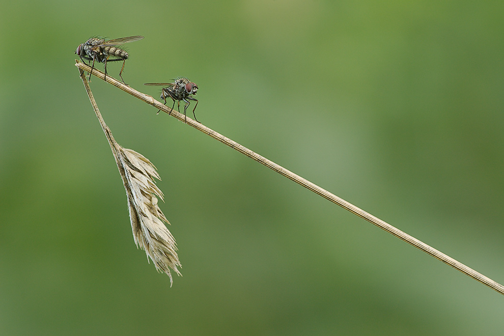 _MG_3521_2Fliegen.jpg