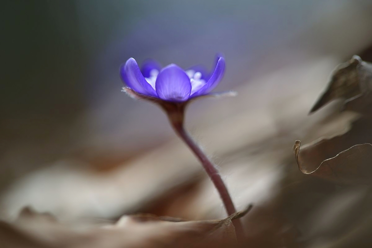 Leberblümchen.JPG