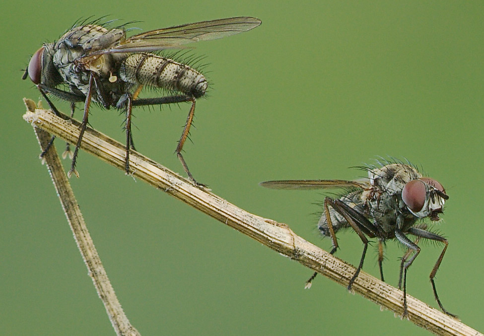_MG_3521_2Fliegen_crop.jpg