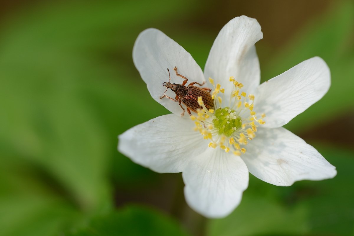 Red_1200_Polydrusus_mollis_2.jpg