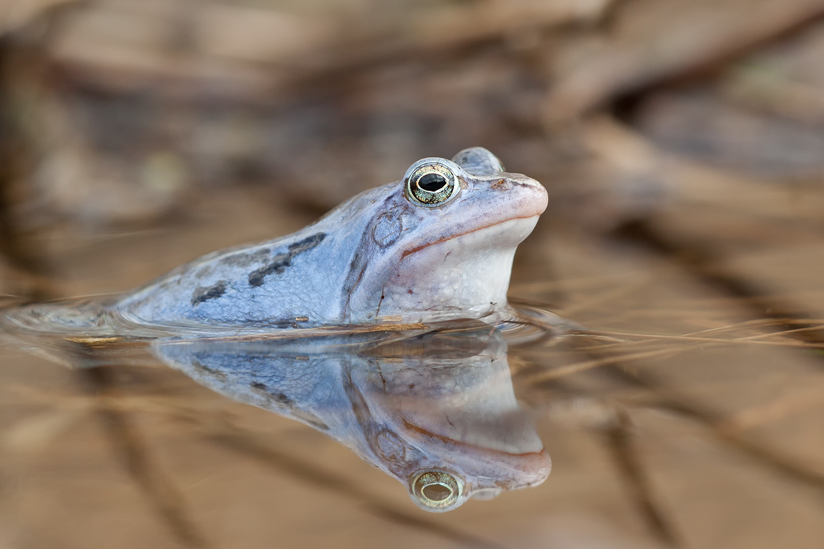 Moorfrosch-Augenspiegelung.jpg
