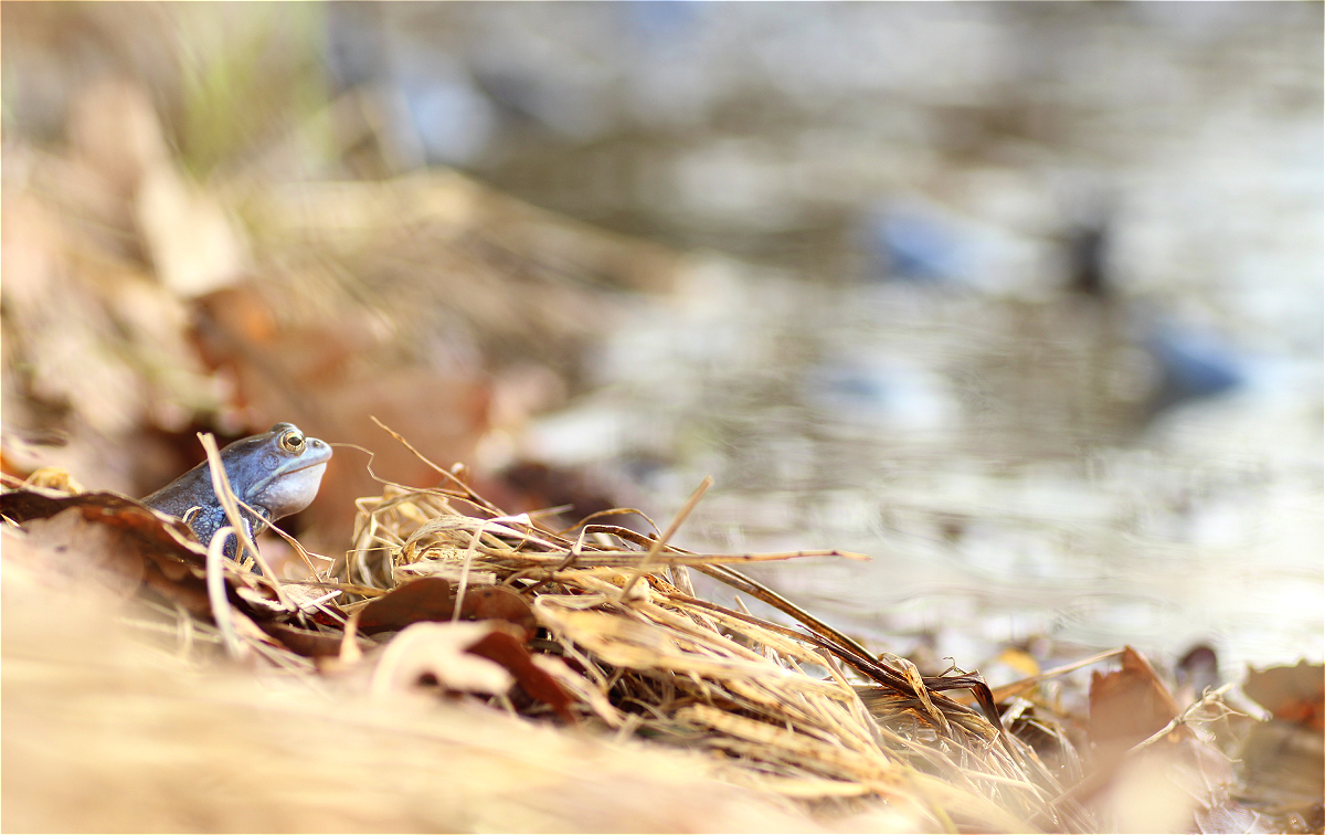blue world01makro.jpg