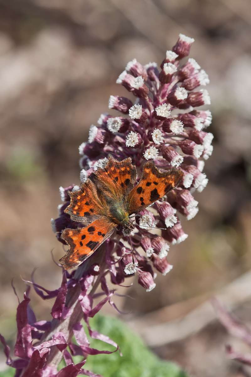c-falter-IMG_2201.jpg