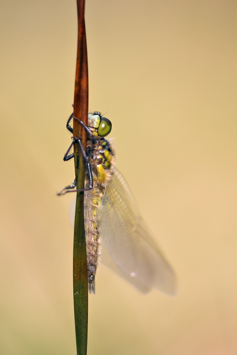 2013_04_26_1317.JPG