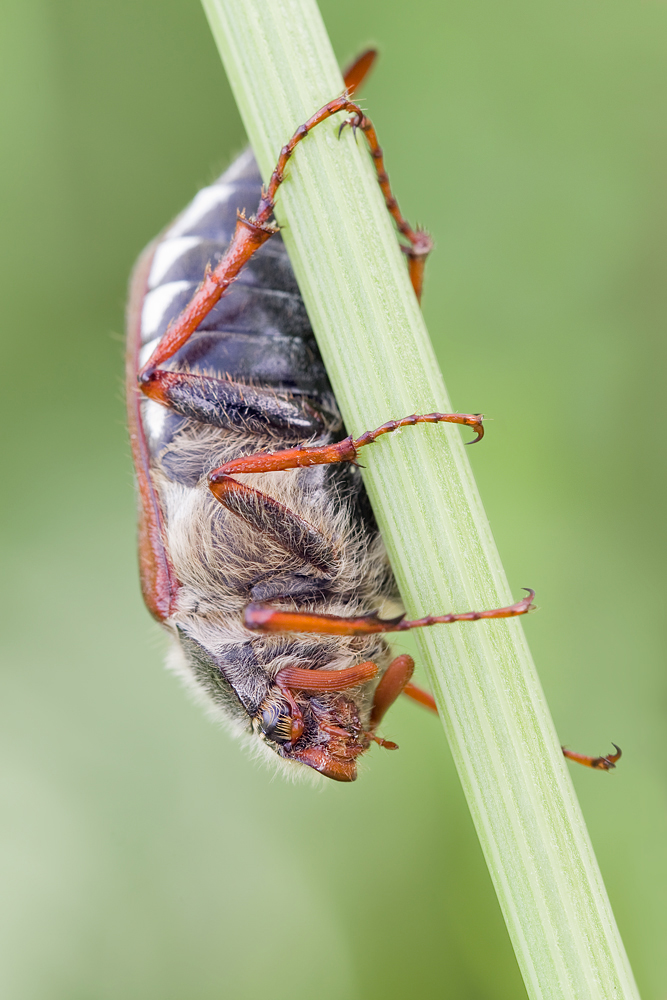 20130426_1322-maik_gr_korr.jpg