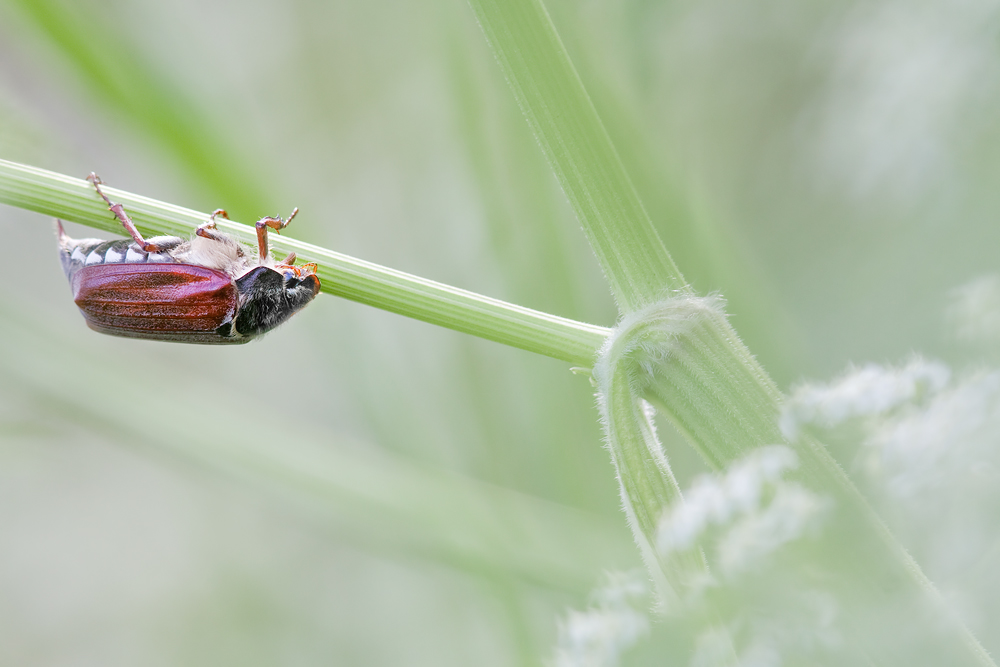 20130426_1299-maik_dschungel.jpg