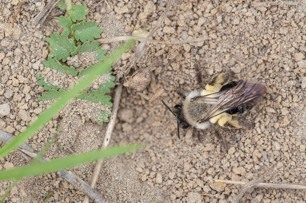 Wildbiene.jpg