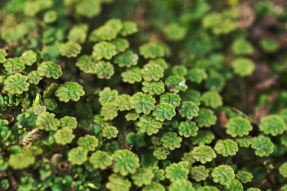 Marchantia-M-uebersicht-upload.jpg