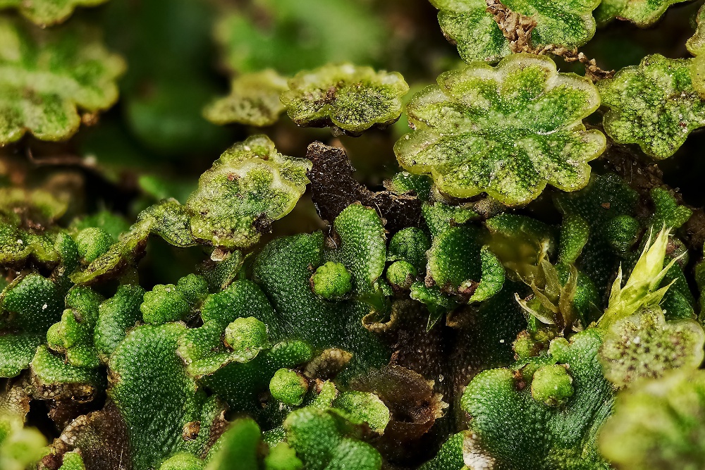 Marchantia-MuW-stack-upload.jpg