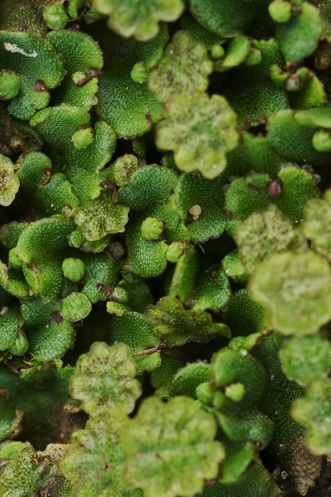 Marchantia-W-uebersicht-upload.jpg