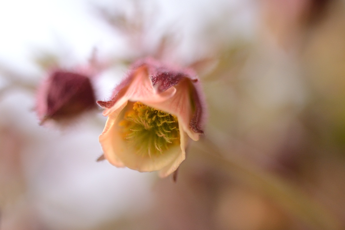 Geum rivale (2)+.jpg