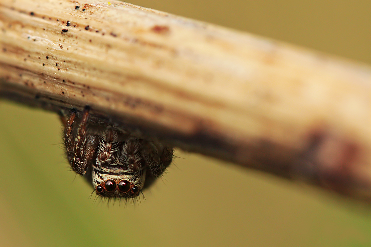 Springspinne_IMG_3013a.jpg